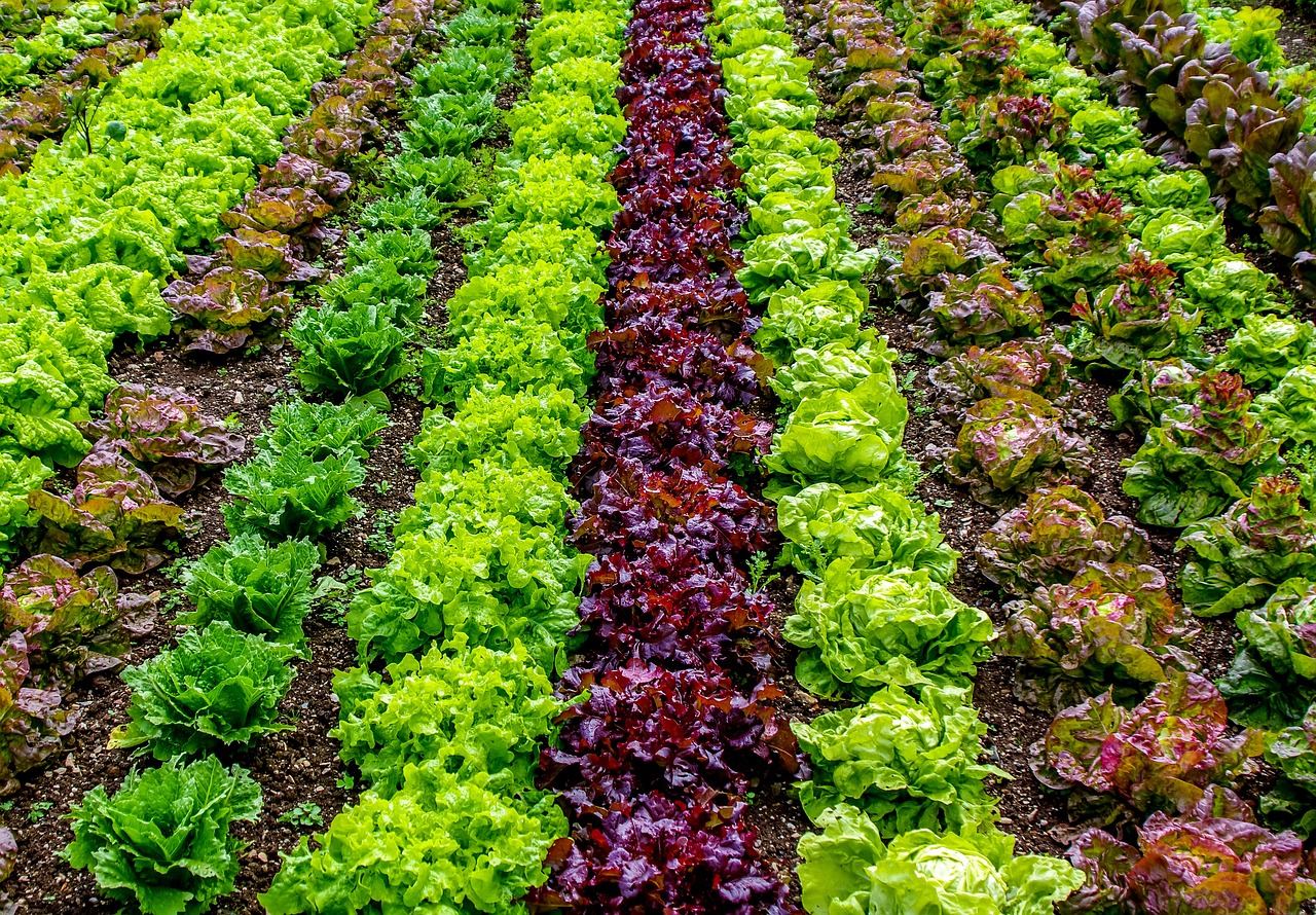 How to Grow Your Own Salad Garden